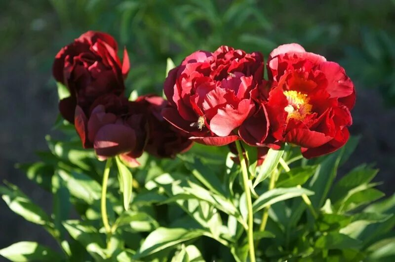 Ред глори. Ред Глори(Red Glory) пион. Пион ред Глори Paeonia Red Glory. Пион Red Monarch. Пион ред Энсайн.