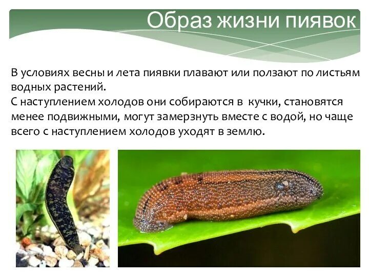 Паразитический образ жизни ведут. Пиявки среда обитания и образ жизни. Класс пиявки среда обитания.