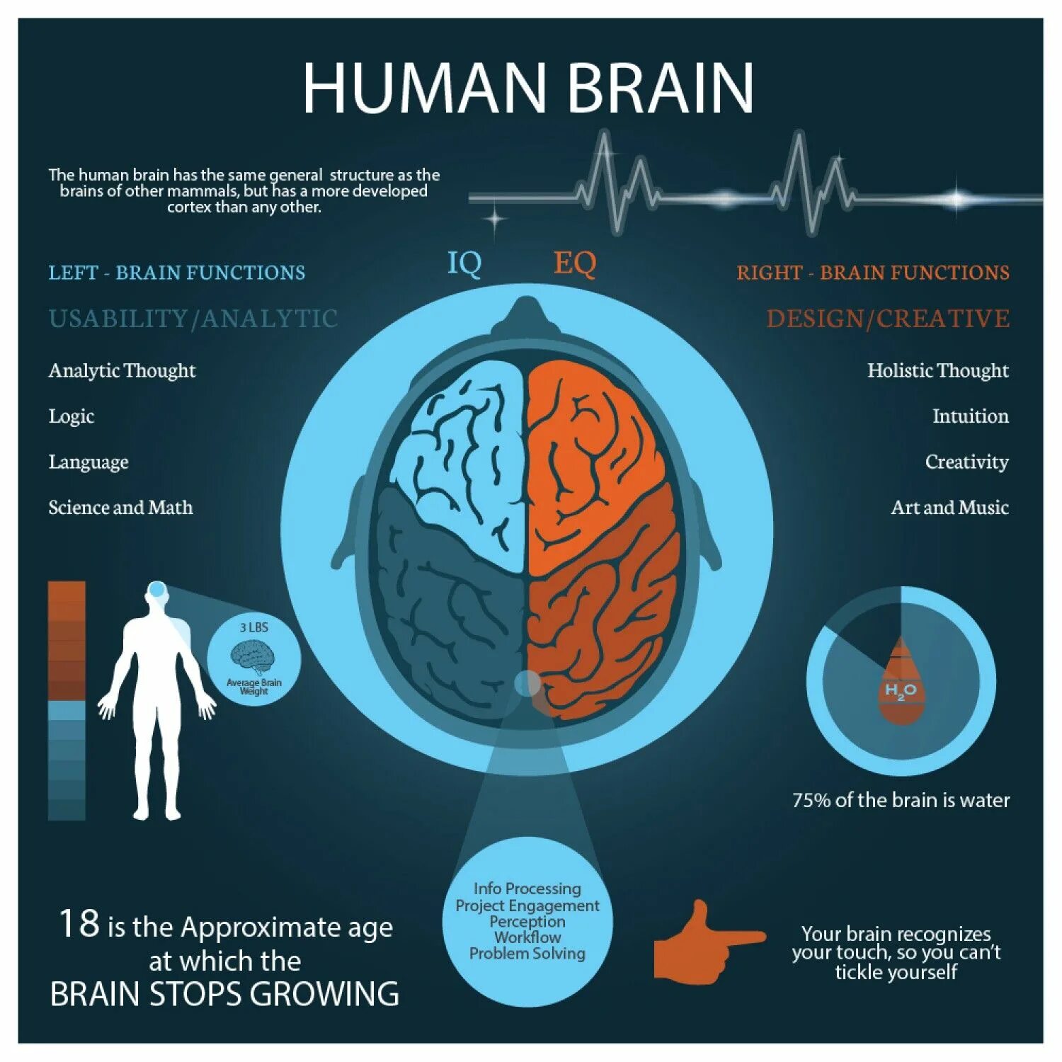 Мозг инфографика. Interesting facts about Brain. Эмоциональный интеллект инфографика дизайн. Information about Brain.