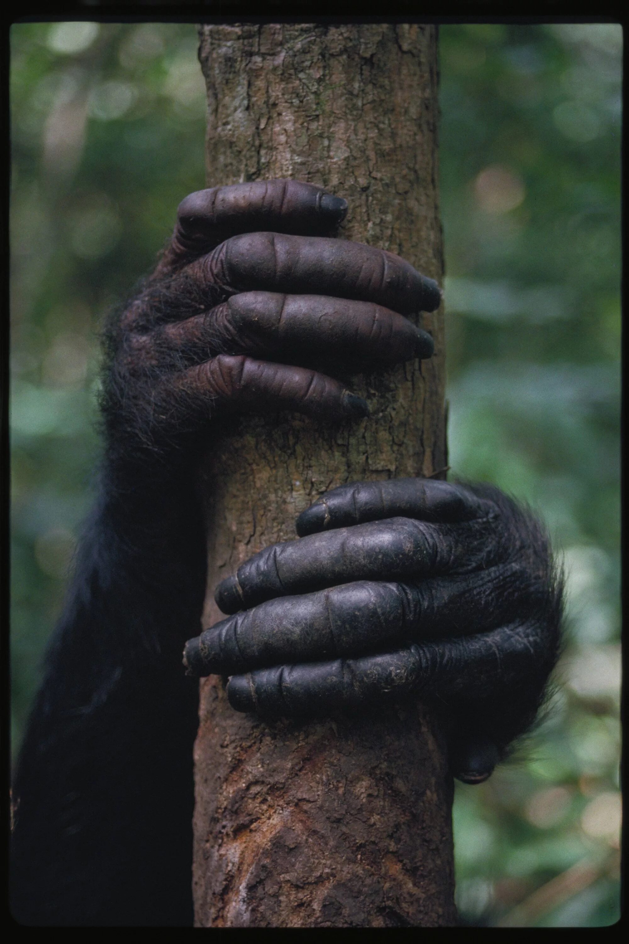 Ногти обезьяны. Рука обезьяны. Лапа обезьяны. Лапа шимпанзе.