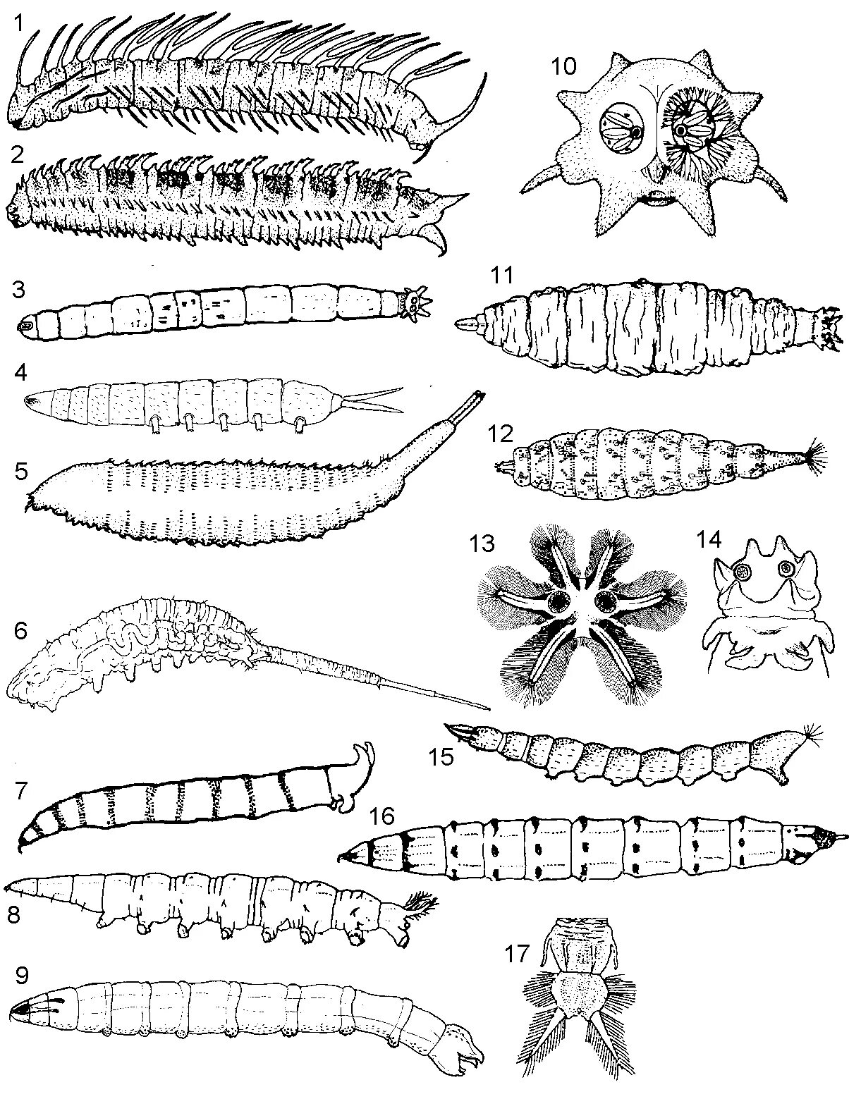 Отряд диптера двукрылые. Личинки двукрылых насекомых. Diptera личинки. Личинка двукрылых. Двукрылые отряд метаморфоз.