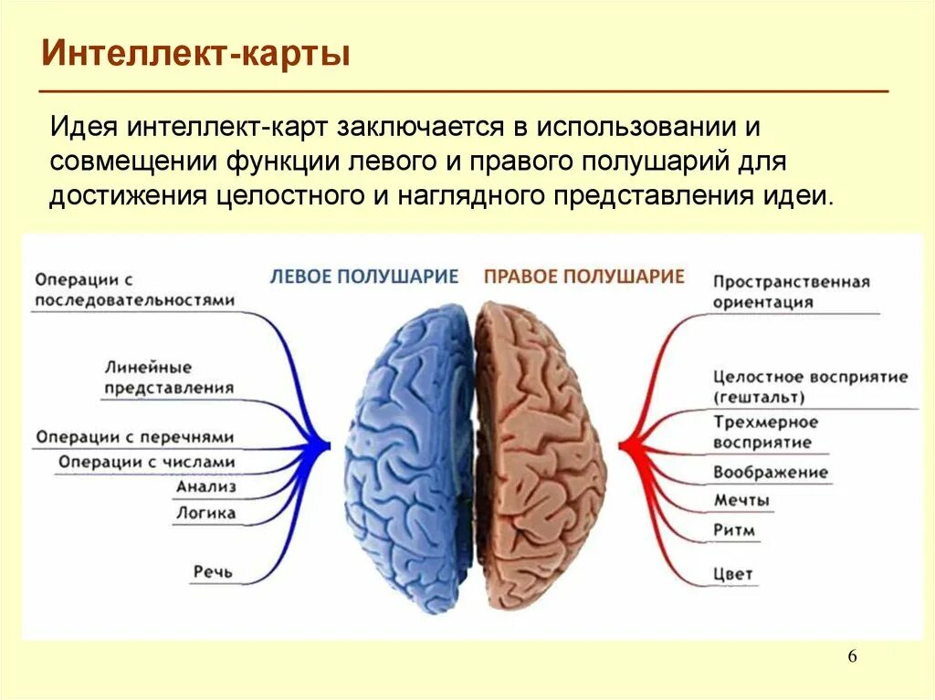 Головной мозг строение конечный мозг. Строение и функции отделов головного мозга конечный мозг. Строение левого полушария головного мозга. Строение коры конечного мозга.