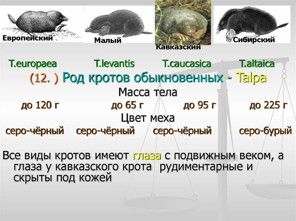 Признаки отряда Насекомоядные. Насекомоядные таблица. Вес крота обыкновенного. Крот обыкновенный (talpa europaea).