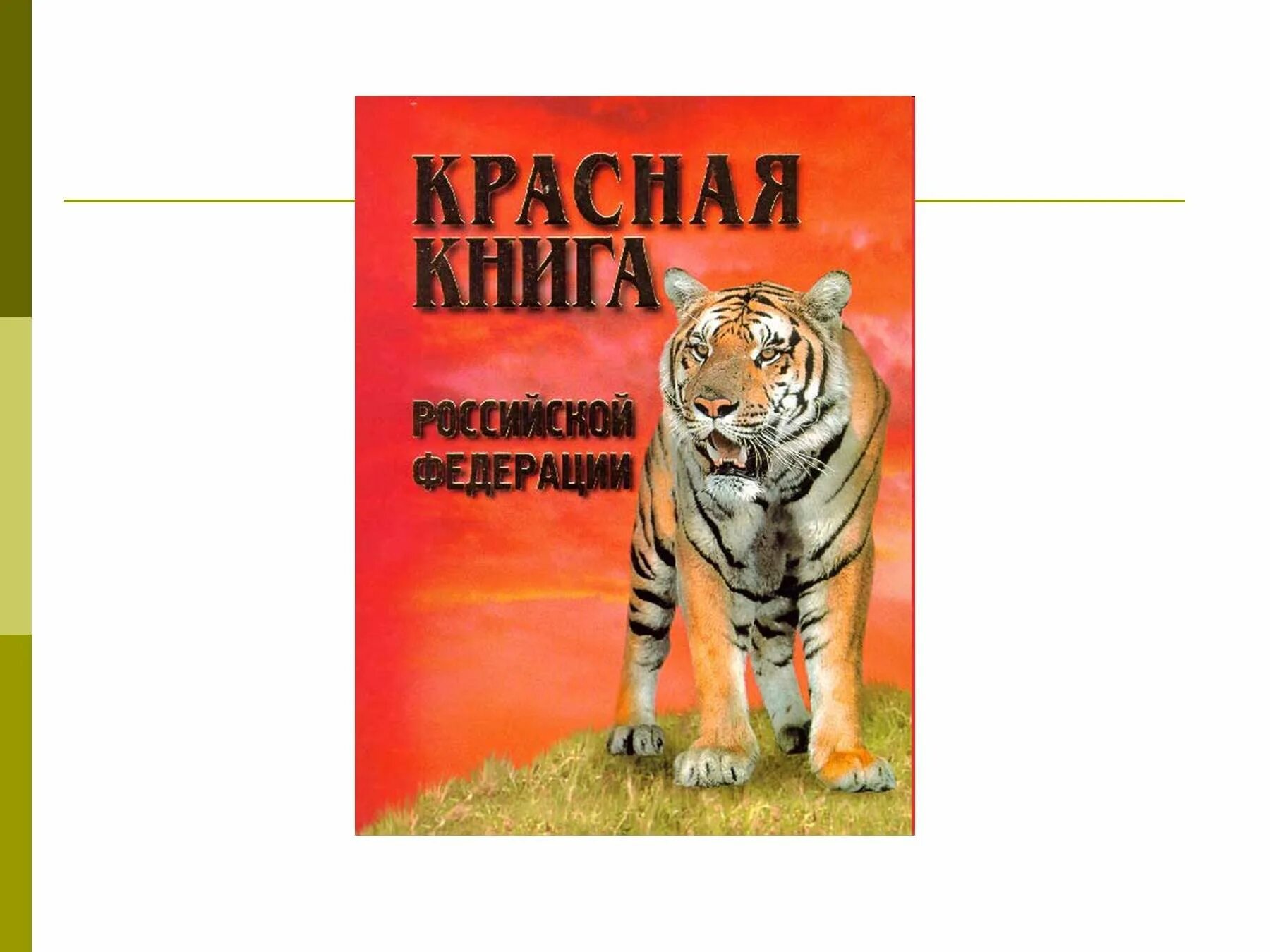 Красная книга России. Животные из красной книги. Красная книга России животных. Животное красной книги России. Организм красной книги