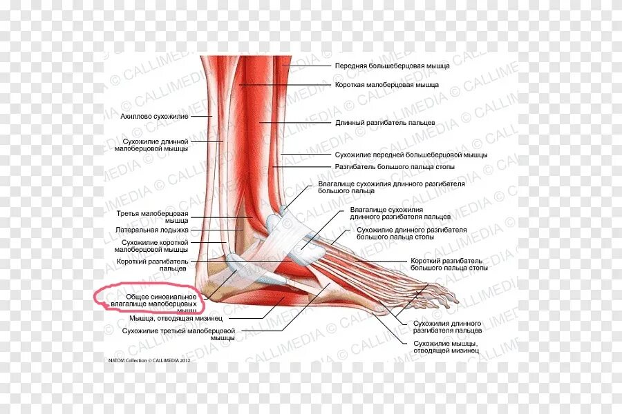 Сухожилия какая система. Сухожилие задней малоберцовой мышцы. сухожилие разгибателя большого пальца стопы. сухожилия разгибателей пальцев стопы. сухожилие длинной малоберцовой мышцы.