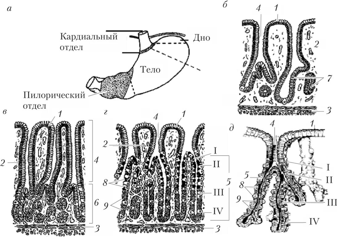 Железы желудка строение. Клетки собственных желез желудка гистология. Клетки фундальных желез желудка гистология. Пилорические железы желудка схема. Пилорические железы желудка гистология.