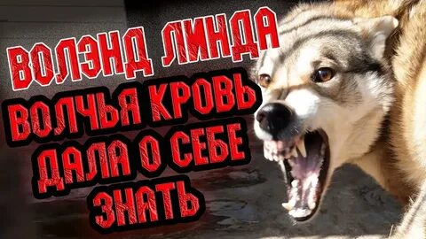 Собака защитила волка