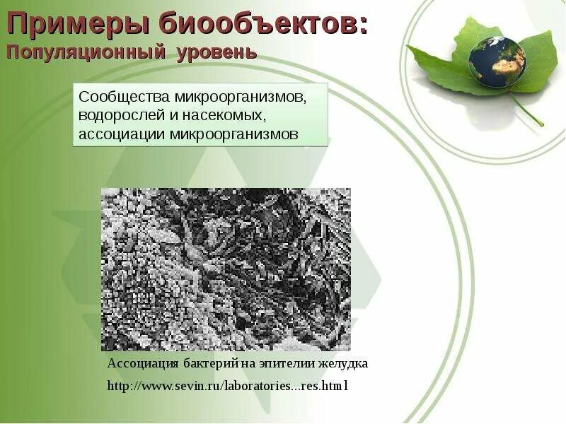 Биотехнология микроорганизмов. Принципы культивирования растений. Бактерии и вирусы в биотехнологиях. Двойное назначение биотехнологий. Медицинская биотехнология.