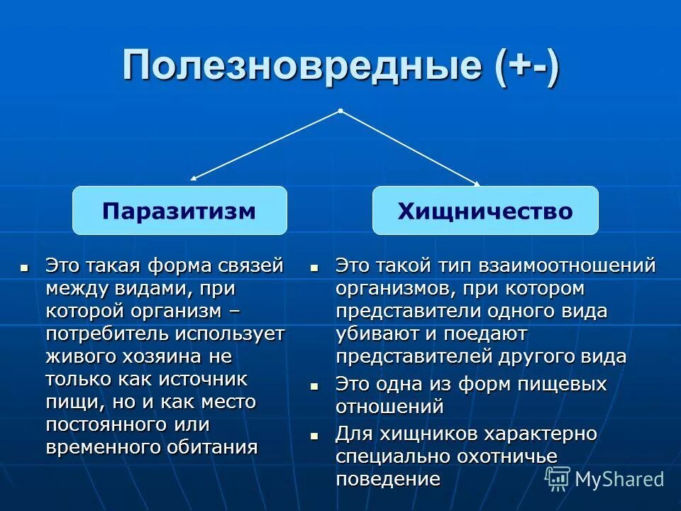 Типы взаимоотношений между животными. Сущность взаимоотношений хищничество. Хищничество взаимоотношения. Хищничество и паразитизм примеры. Паразитизм это в биологии.