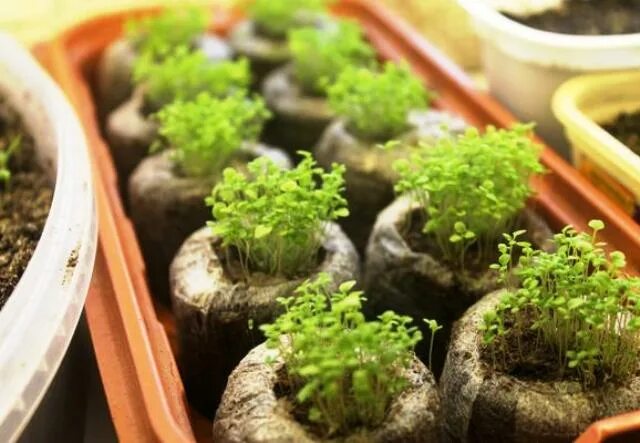 Как посадить лобелию на рассаду. Посадка лобелии на рассаду. Эустома с лобелией. Лобелия каскадная рассада. Лобелия ампельная рассада.