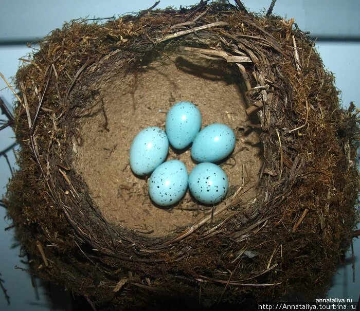 Какого цвета яйца птиц. Гнездо дрозда певчего с яйцами. Яйца певчего дрозда. Дрозды яйца и гнезда. Обыкновенная овсянка гнездо.
