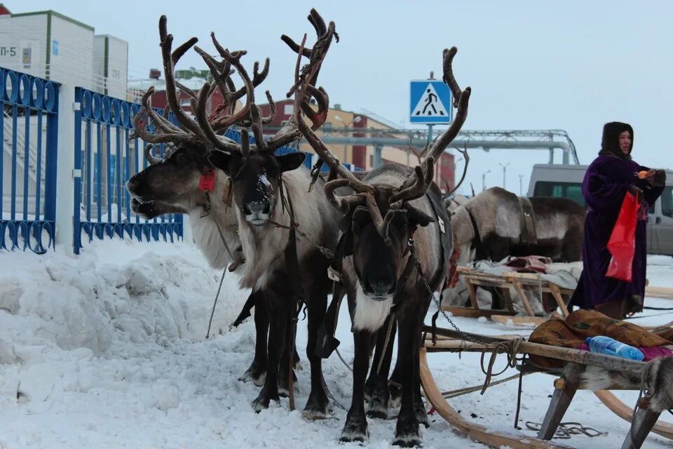 Погода в ямбурге на 3. Ямбург (Ямало-Ненецкий автономный округ). Ямбург город Ямало Ненецкий автономный. Вахтовый поселок Ямбург. П.Ямбург Надымский район.