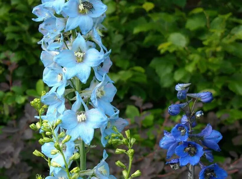 дельфиниум живокость шпорник. дельфиниум аякса ларкспур. трава дельфиниум 7 букв с голубыми цветками. трава дельфиниум 7 букв с голубыми цветками. шпорник дельфиниум.