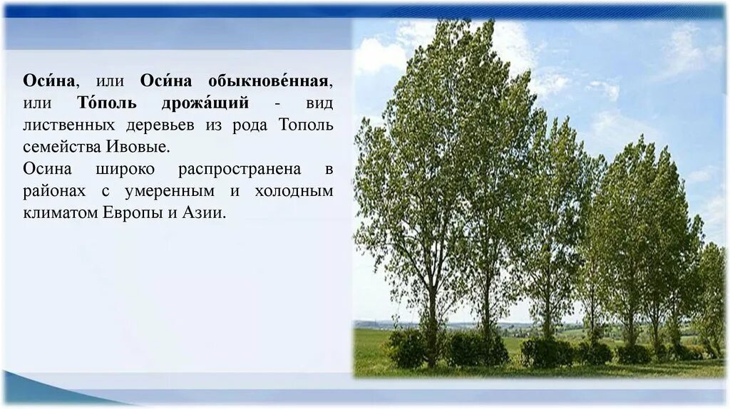 Осина дерево. Тополь дрожащий осина. Тополь дрожащий крона. Тополь дрожащий осина дерево. Осина тип дерева