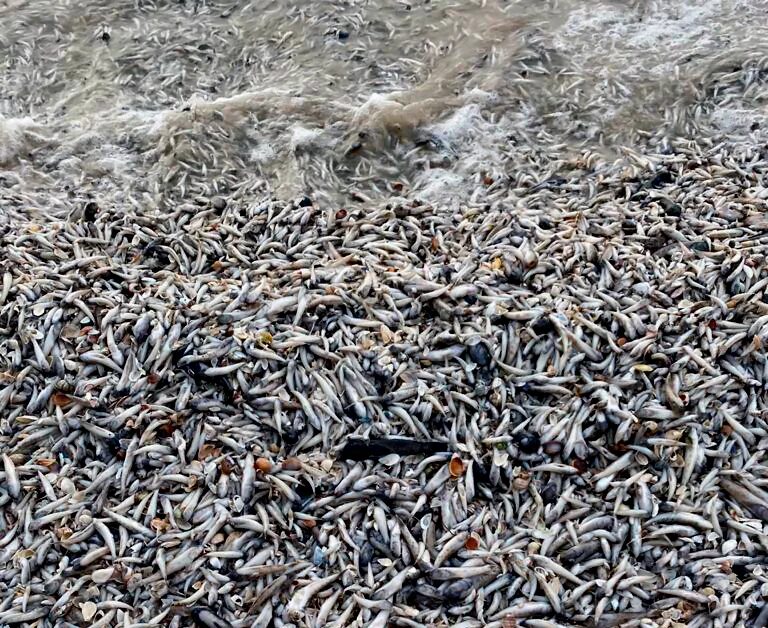 Много дохлой рыбы. Волгодонск цимлянское водохранилище. цимлянское водохранилище рыба. замор рыбы на цимлянском водохранилище 2025. массовая гибель рыбы.