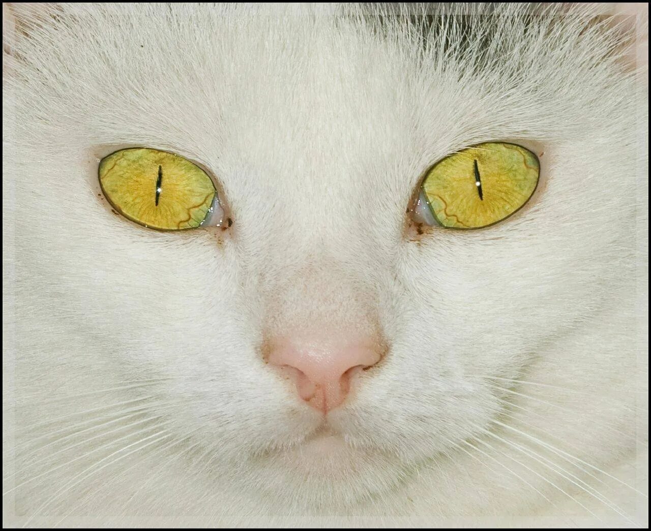 Кот с желтыми глазами порода. Желтые кошачьи глаза. Желтоглазая кошка. Кот с желтыми глазами. Коты с желто зелеными глазами.