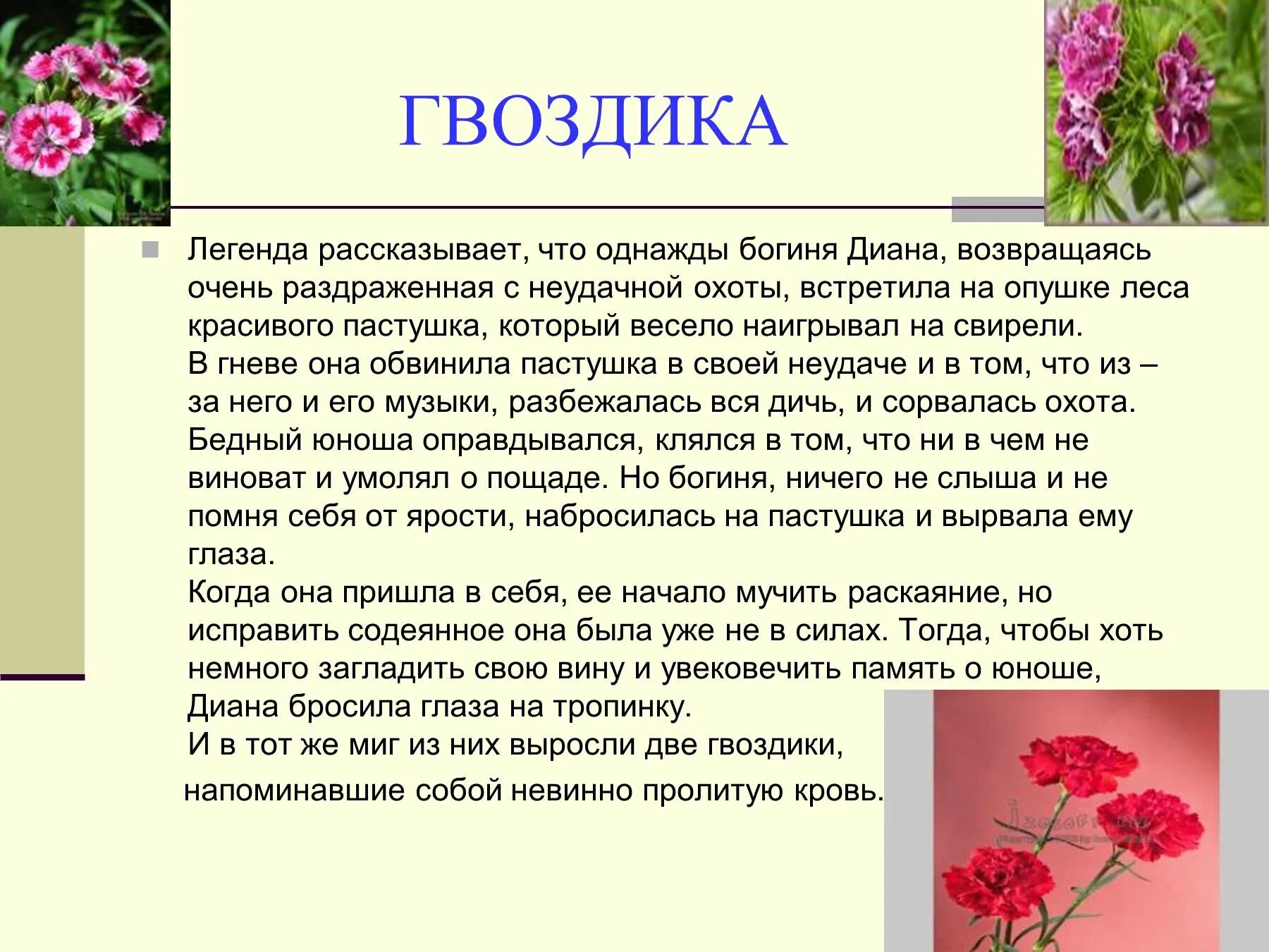 Как пишется гвоздика. Мифы и легенды о цветах. Легенда про гвоздику. Легенды и сказки о цветах. Легенды о цветах для детей.