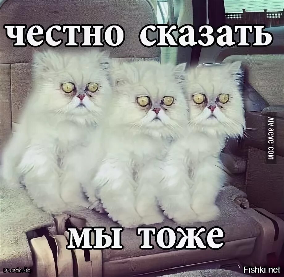 Честно говоря я тоже. Честно сказать. Кот честно сказать я в шоке. Честно говоря я в ахуе кот.