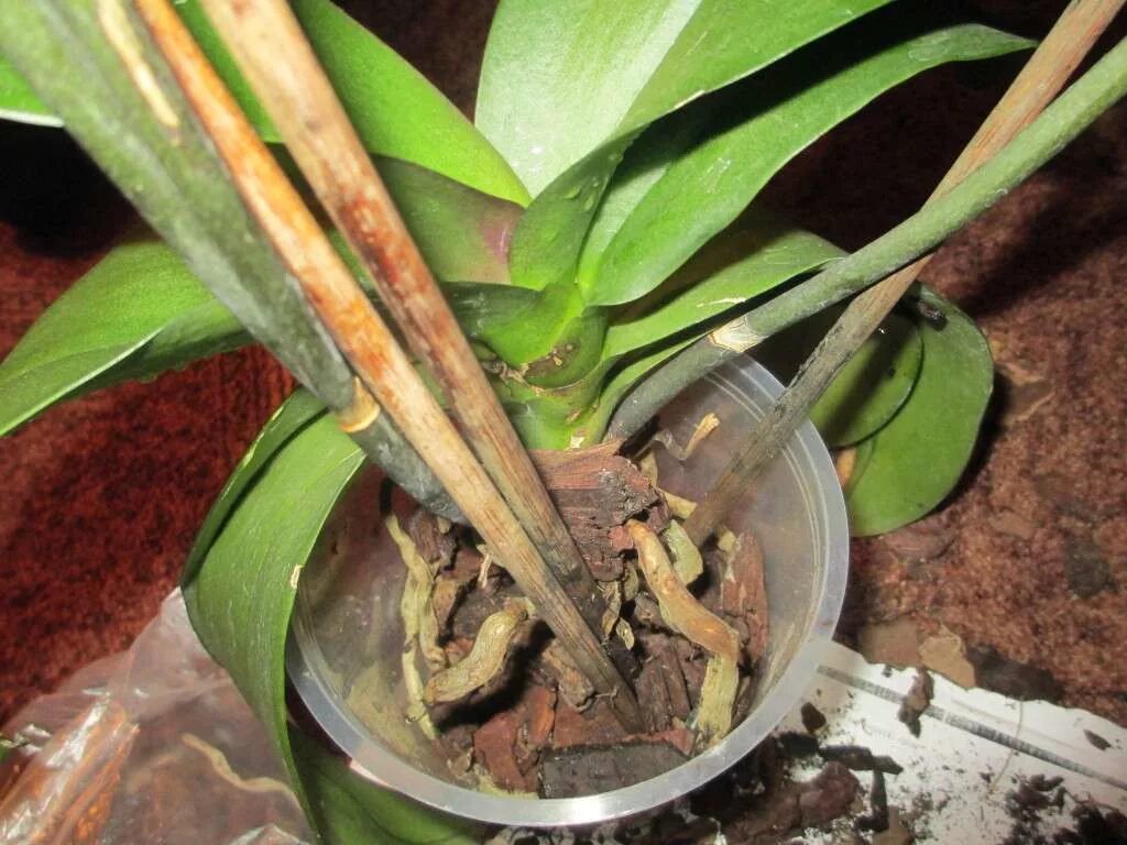 Почему орхидея вянет и что делать. Орхидея фаленопсис корни. Орхидея фаленопсис сохнут корни. Сохнут листья у орхидеи фаленопсис. Орхидея фаленопсис вянут листья.