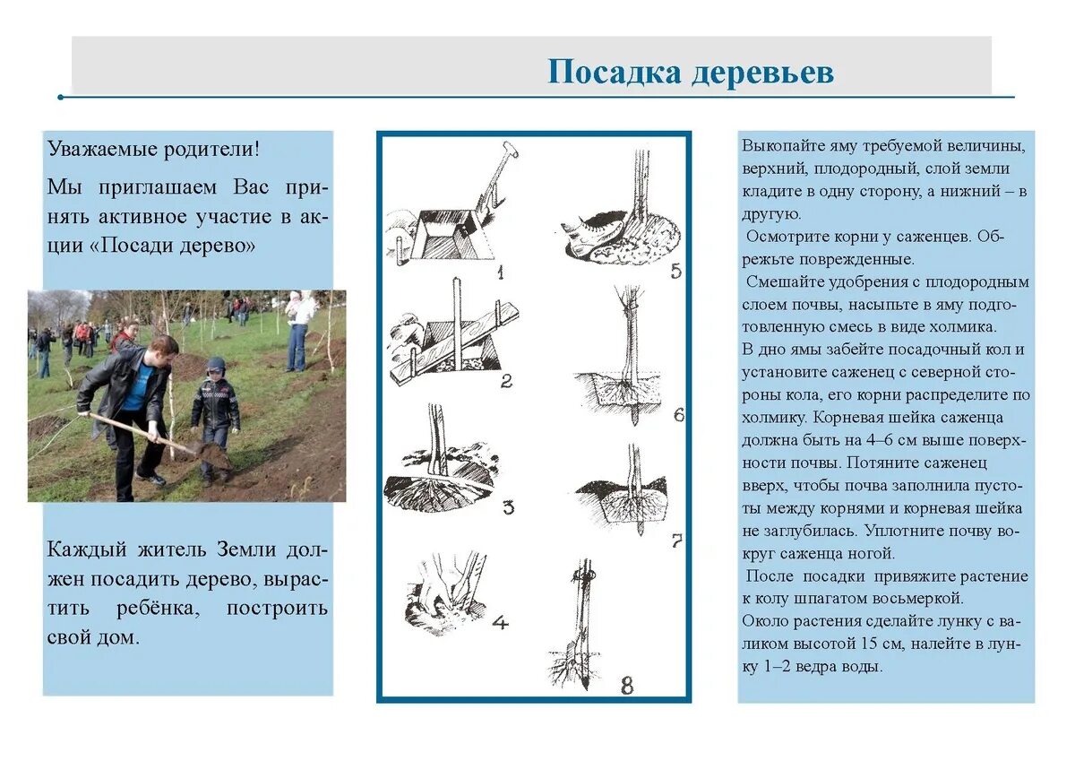 Посадка деревьев описание