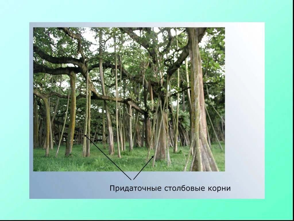 Придаточные корни. Придаточные корни баньяна. Придаточные корни деревьев. Эпредаточные корень это.