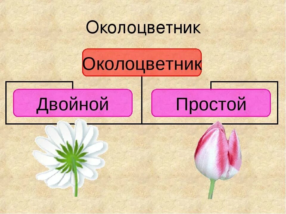 Какой околоцветник изображен на рисунке. Околоцветник это в биологии 6. Околоцветник это в биологии 6 класс. Околоцветник цветка. Околоцветник у растений.