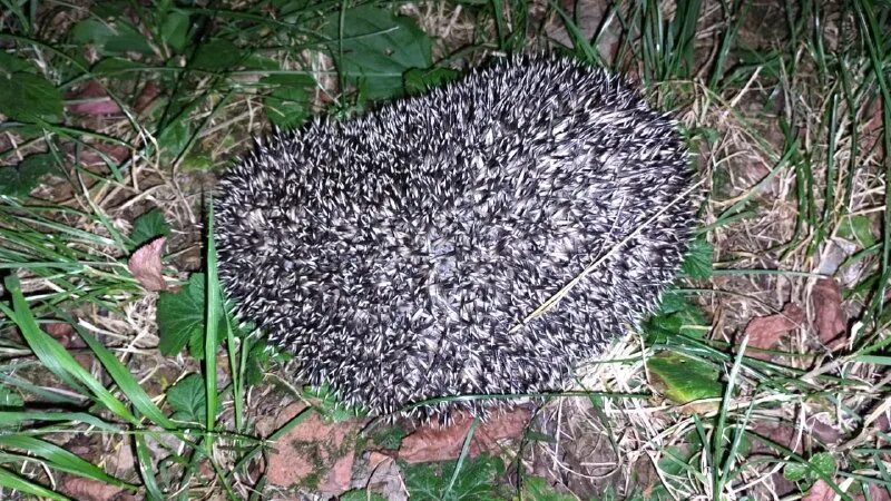 Еж забрался в дом. Еж на пне. Пьяный ежик. Еж забрался в дом. Домик для ёжика на даче.