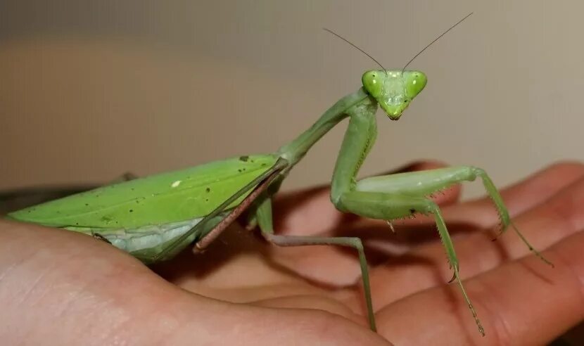 Живой богомол. Богомол Creobroter meleagris. Богомол это Прямокрылые. Гигантский азиатский богомол. Ischnomantis Gigas богомол.