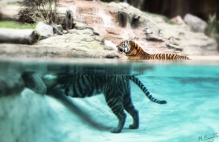 Tiger performance