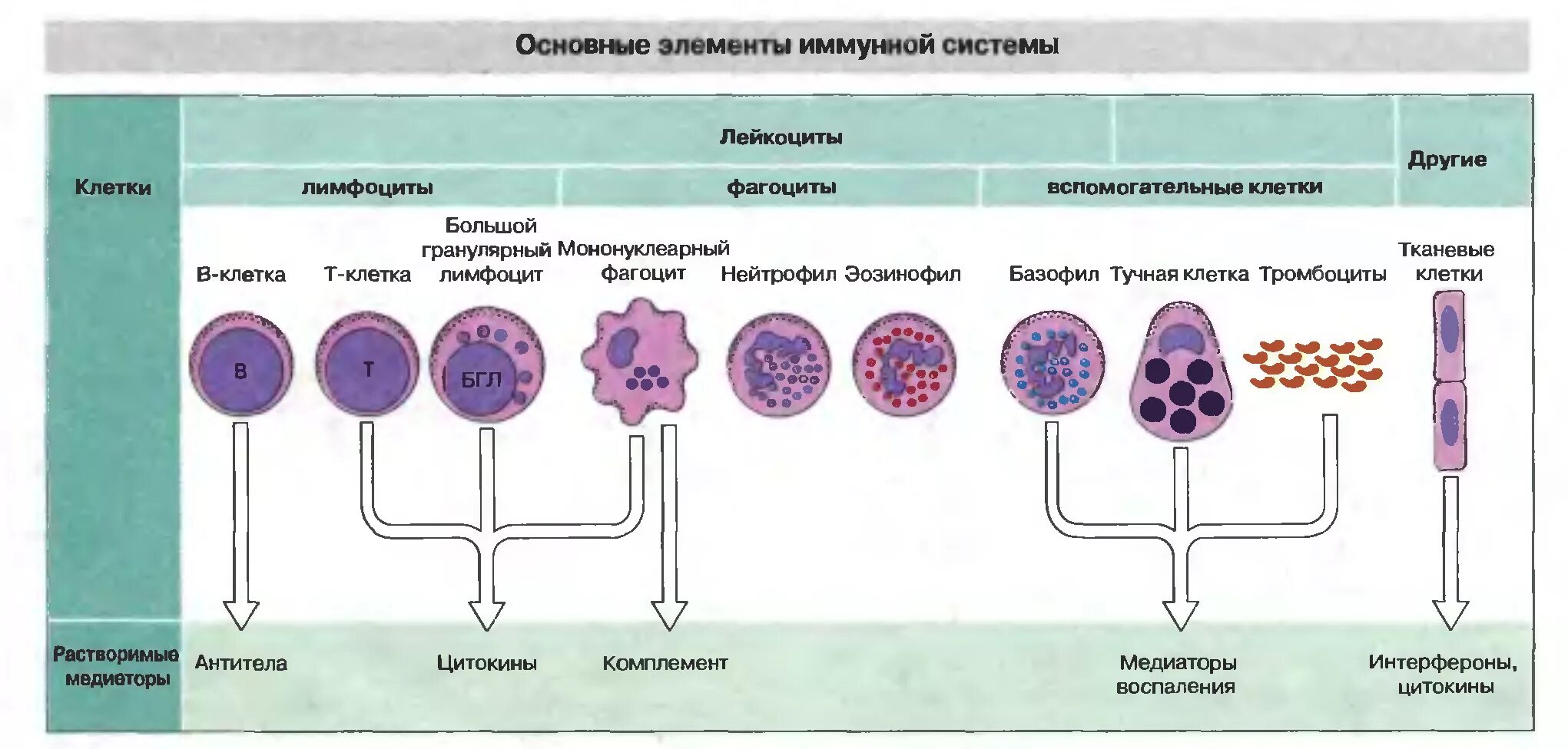 Основные клеточные элементы иммунной системы. Назовите основные клетки иммунной системы. Основные этапы развития клеточных элементов иммунной системы. Строение иммунной клетки.