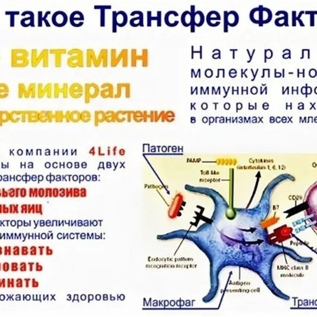 4life трансфер фактор трай-фактор формула. Трансфер фактор классик. 4 лайф трансфер фактор. 4life трансфер фактор трай фактор. Трансфер факторы что это такое отзывы.