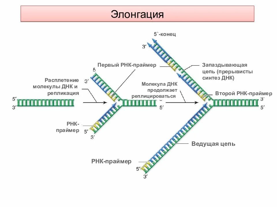 Материнская цепь днк. 3) Репликация ДНК. Схема репликации ДНК эукариот. Праймер при репликации ДНК. Элонгация репликации ДНК.