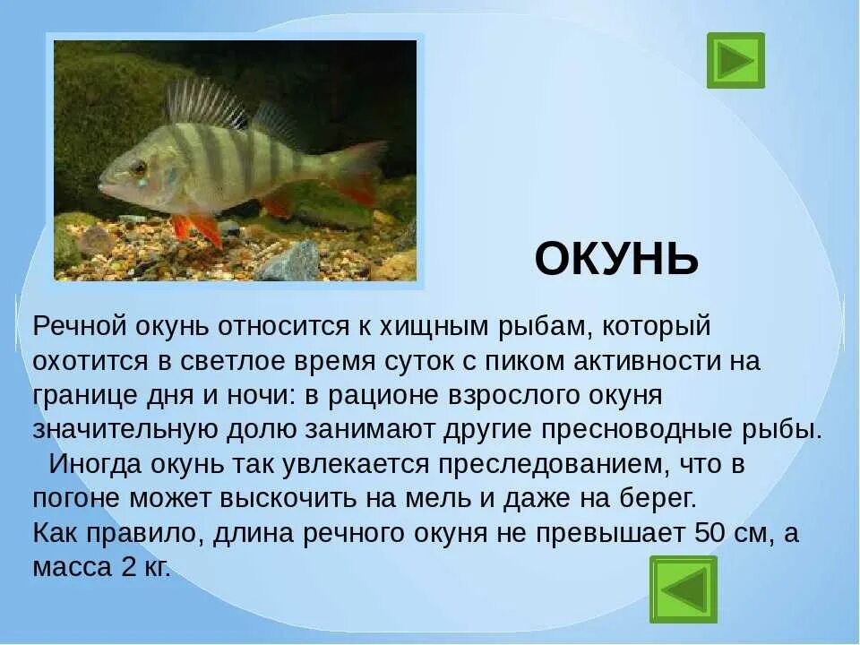 Доклад про рыб. Рассказ о рыбе. Сообщение о рыбке. Доклад про любую рыбу.