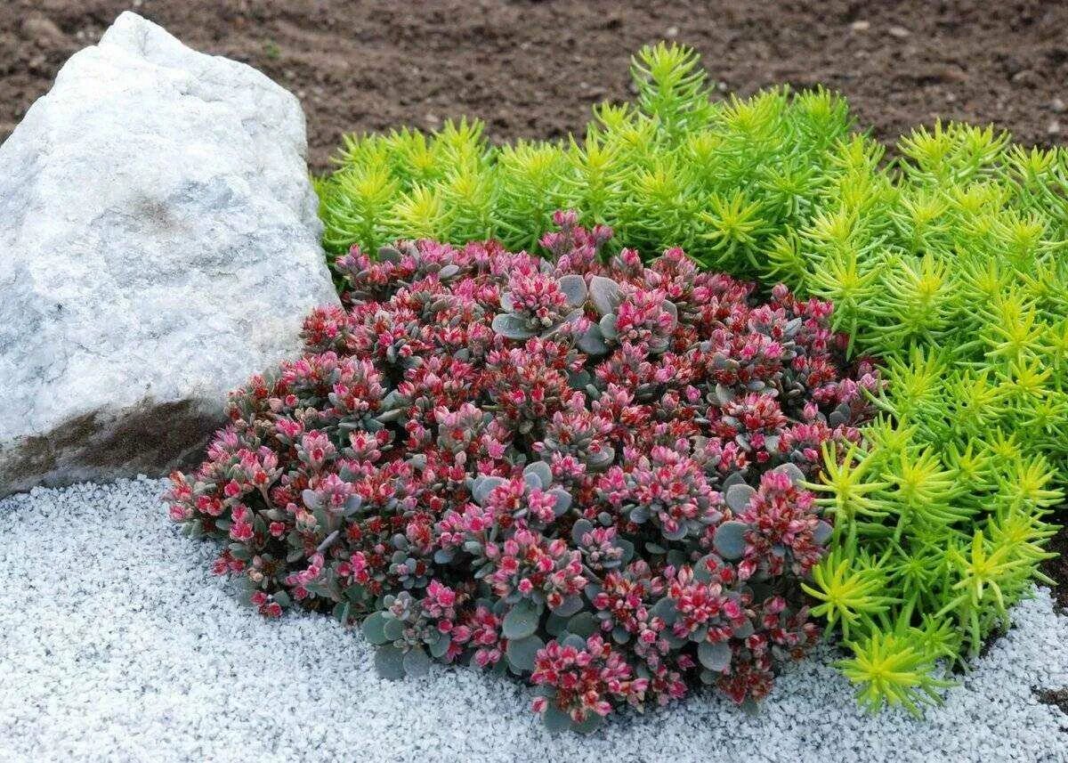 Барвинок камнеломка седум. Очиток ложный Fuldaglut. Очиток седум. Очиток Sedum spurium 'Tricolor'.