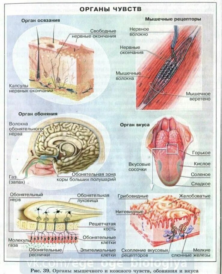 Органы чувств человека биология