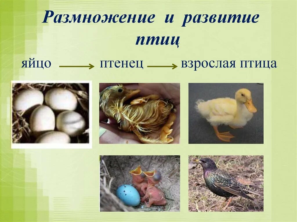 Размножение и развитие птиц. Этапы развития птиц. Класс птицы размножение и развитие. Трицыразмножение и развитие.