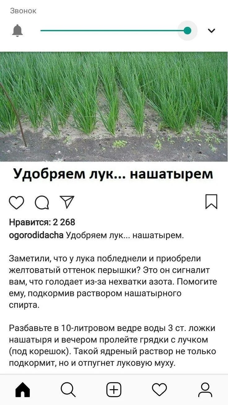 Можно ли удобрять лук. Удобряем лук нашатырем.