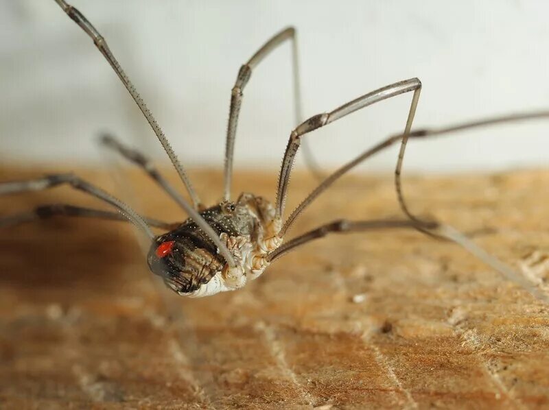 сенокосец. паук сенокосец. длинноногий паук сенокосец. сенокосец хищник. жук сенокосец.