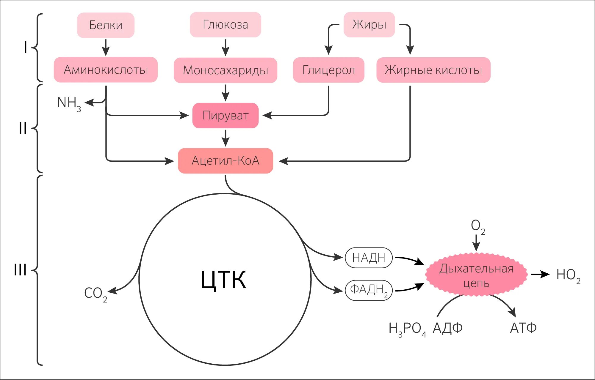 Цикл Кребса ЦТК. Схема цикла Кребса и дыхательной цепи. Связь ЦТК И дыхательной цепи схема. Цикл Кребса и дыхательная цепь. Цитратный цикл
