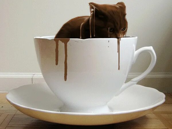 какао кот. какао кот. шотландская кошка циннамон. прикол кот какао. какао кот.