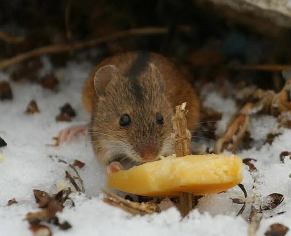 Что делать если мыши погрызли. Мыши погрызли яблоню. Грызун лук погрыз. Мышь в реальности с едой в лесу.