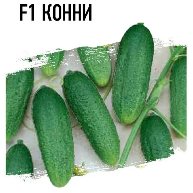 Огурец сорт конни. Огурец либелле f1 удачные семена. сорт огурцов либелле f1. семена огурец либелла f1. семена огурцов конни f1.