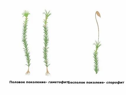 5 половое поколение мха это
