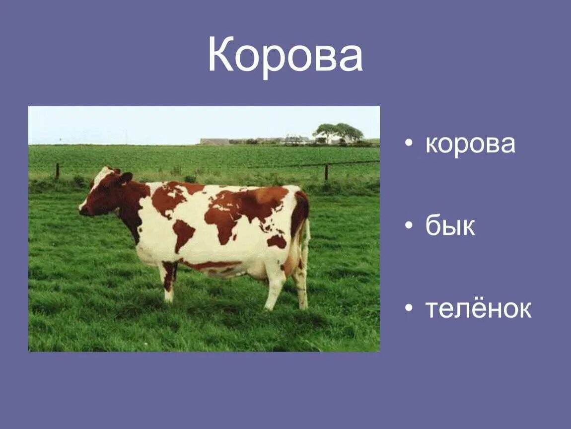 Доклад про корову. Сообщение о корове. Корову окружающий мир. Проект про корову. Корова доклад 3 класс окружающий
