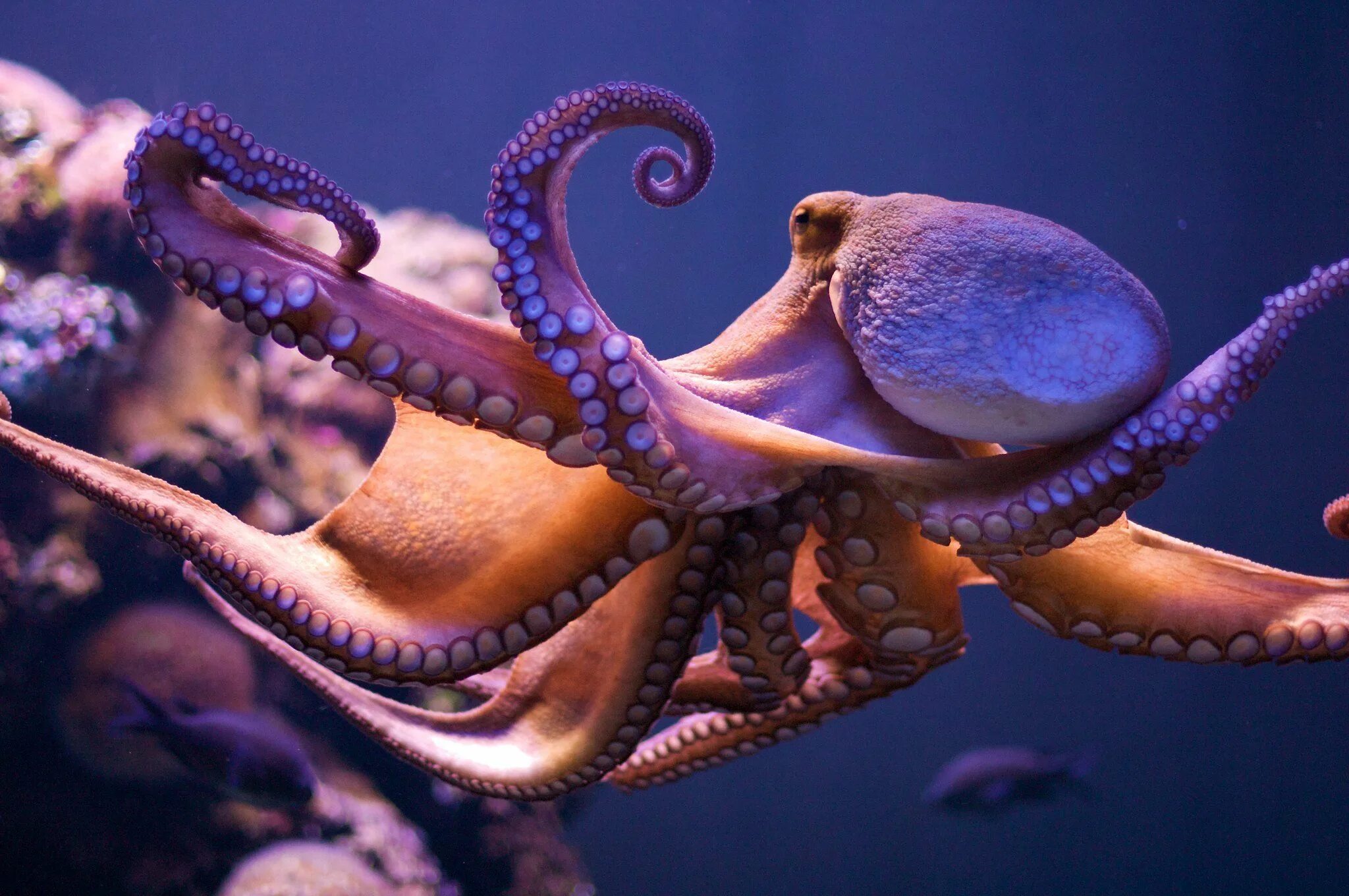 Осьминог водный. Головоногие моллюски осьминог. Спрут головоногий моллюск. Спрут головоногий моллюск голубая кровь. Octopus осьминог.