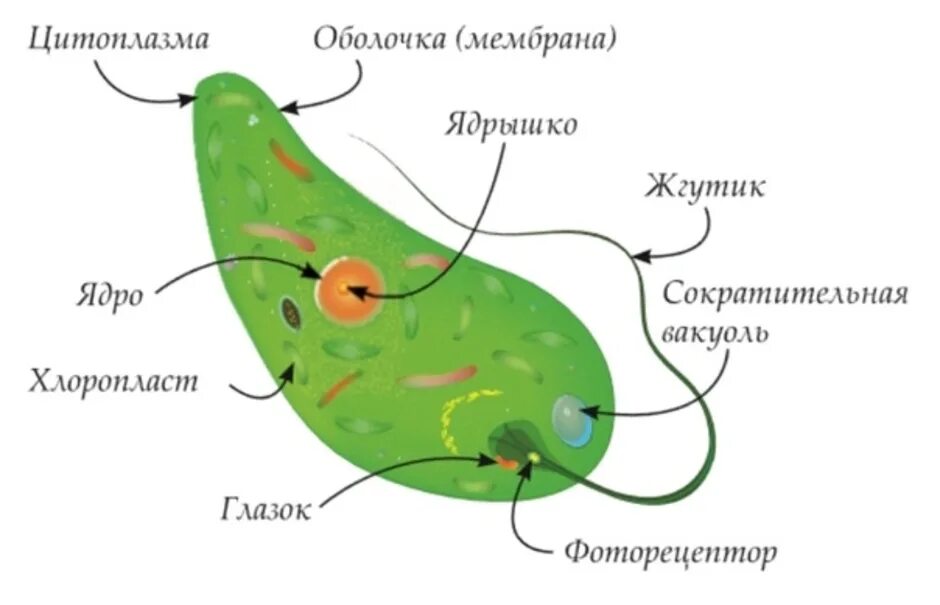 Рисунок эвглены зеленой. Евглена зеленая строение. Эвелена зелёная строение. Эвглена зеленая строение. Структура эвглены зеленой.