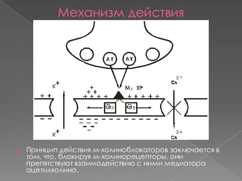 Принцип действия заключается в. Механизм м холиноблокаторов. М-холиноблокаторы механизм действия. Механизм действия м холиноблокаторов. Эффекты м холиноблокаторов.