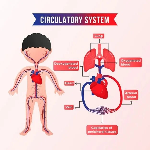 Кровообращение инфографика. Сердечно сосудистая система. Circulatory System. Circulatory System for Kids.