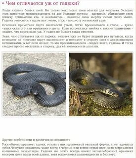 Опасна ли гадюка для человека