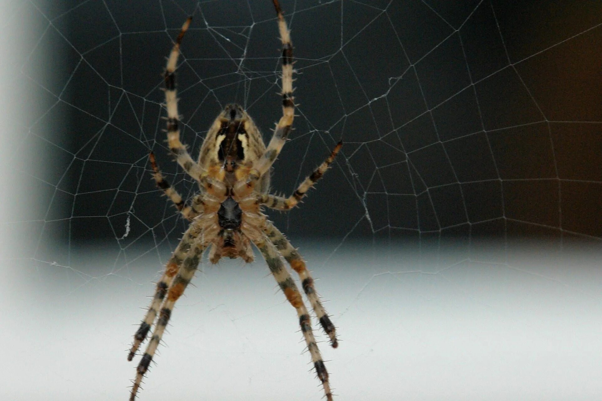 паук сверху. паук 2 оригинальный. аранья паук. паук 2 оригинальный.